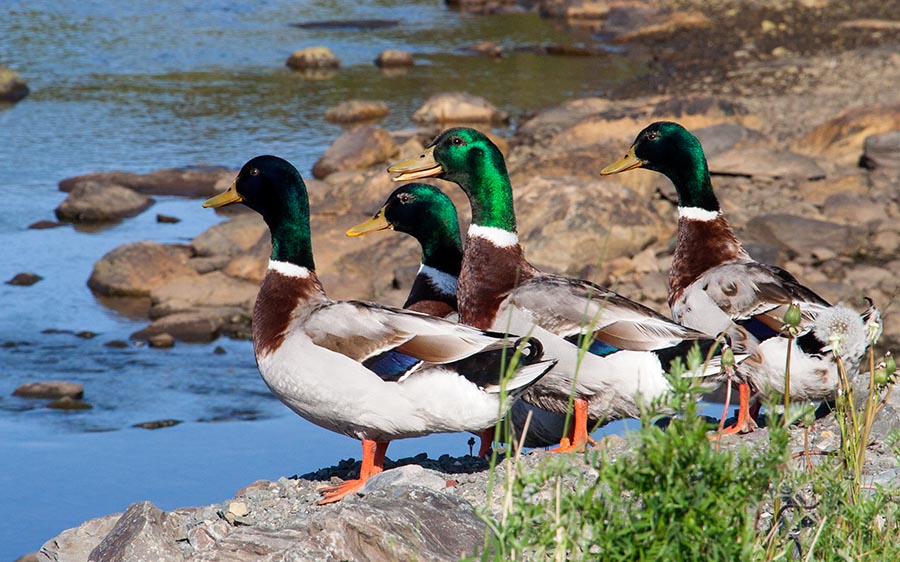 Mallards