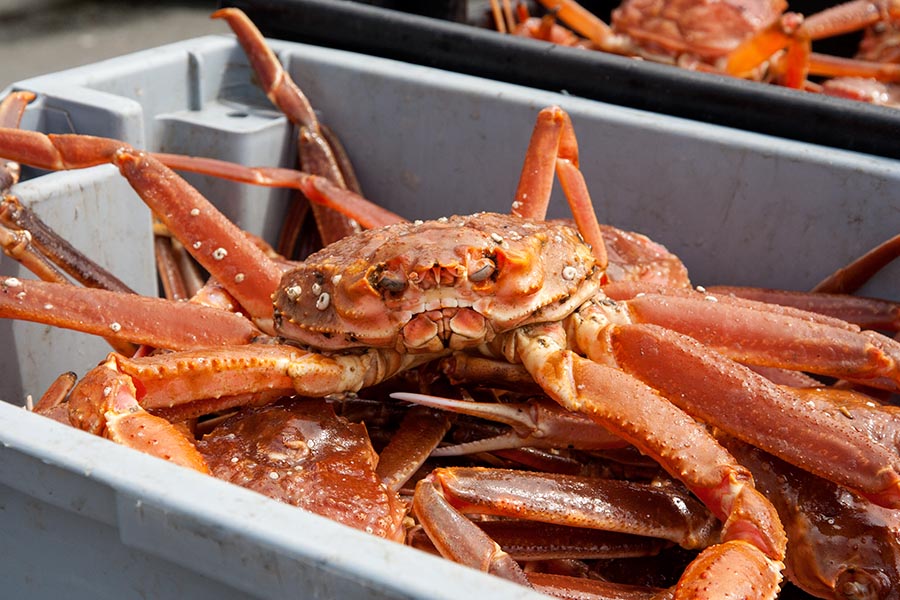 Crabs