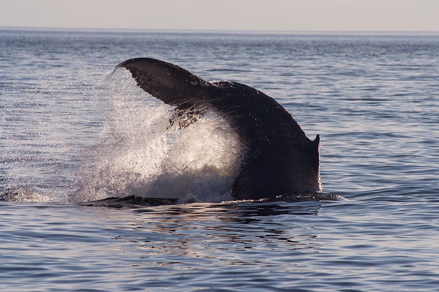 Whale at St. Vincent