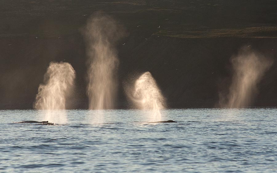 Whale Blow 