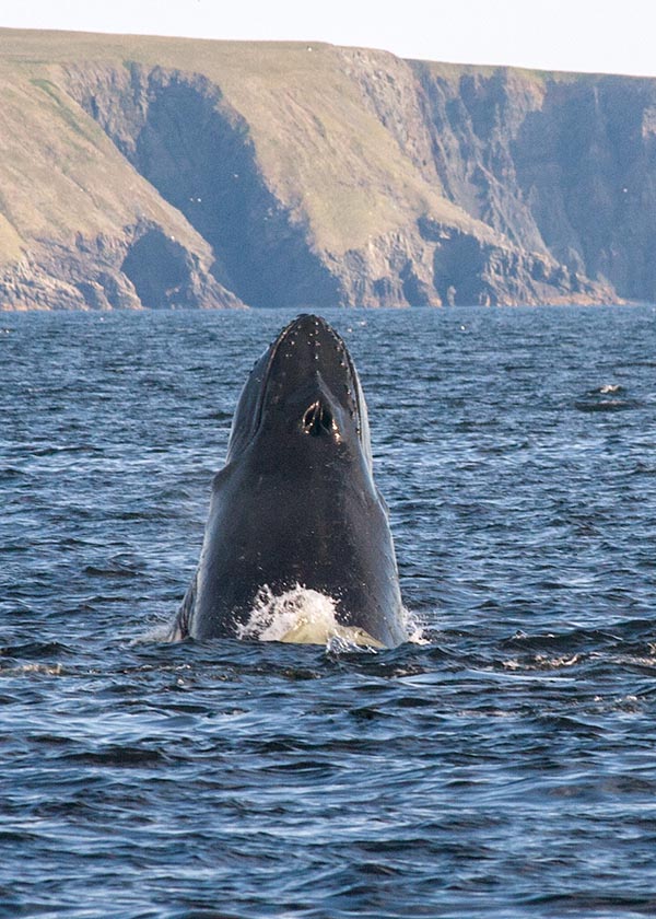 Humpback Rising