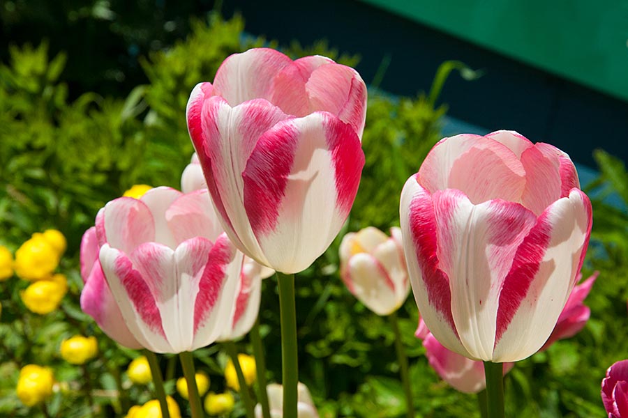 Tulips in Full Bloom