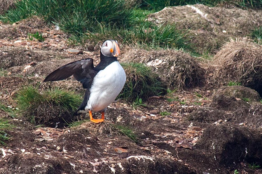 Atlantic Puffin