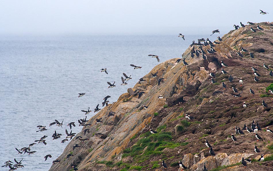 Flight of the Puffins