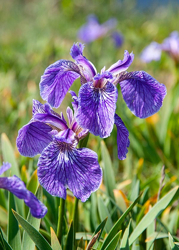 Wild Irises