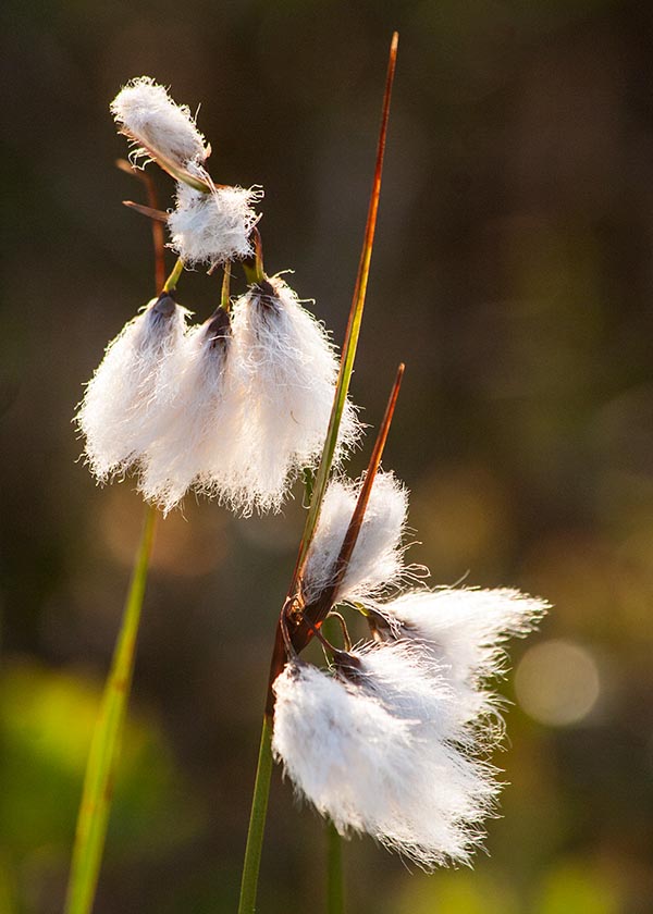 Fluffy Grasses