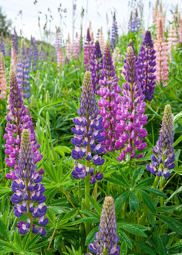 Lupins in Cape Ray