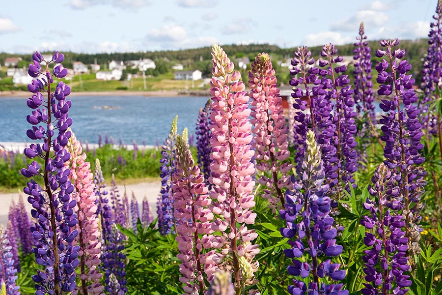 Lupins, in Louisbourg
