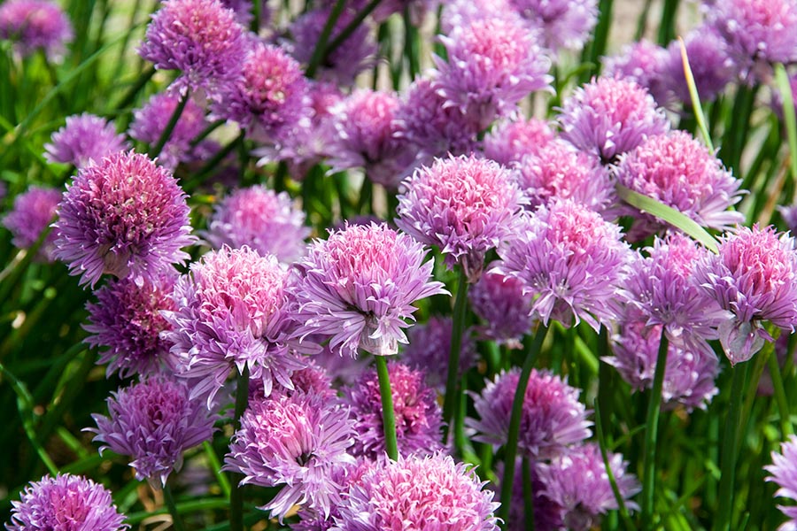 Chives