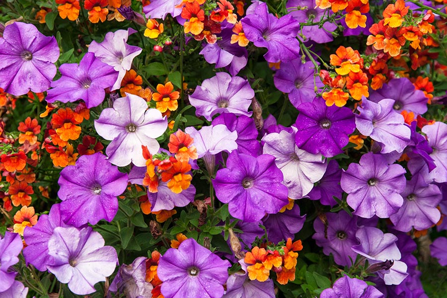 Flowers in St. Jean Port Joli
