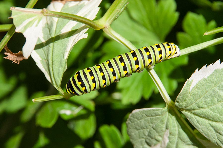 Swallowtail Catterpillar