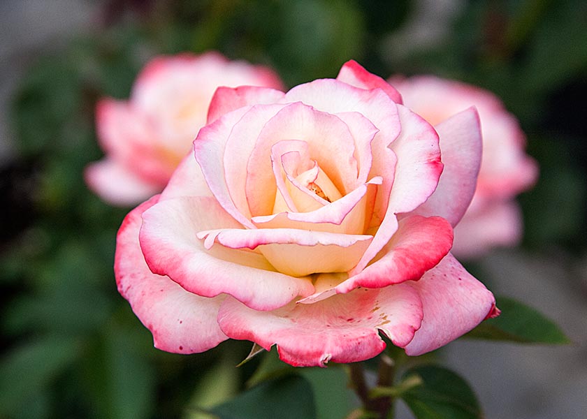 Pink Rose