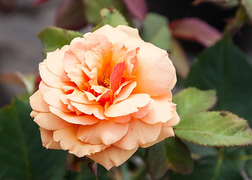 Peach Rose