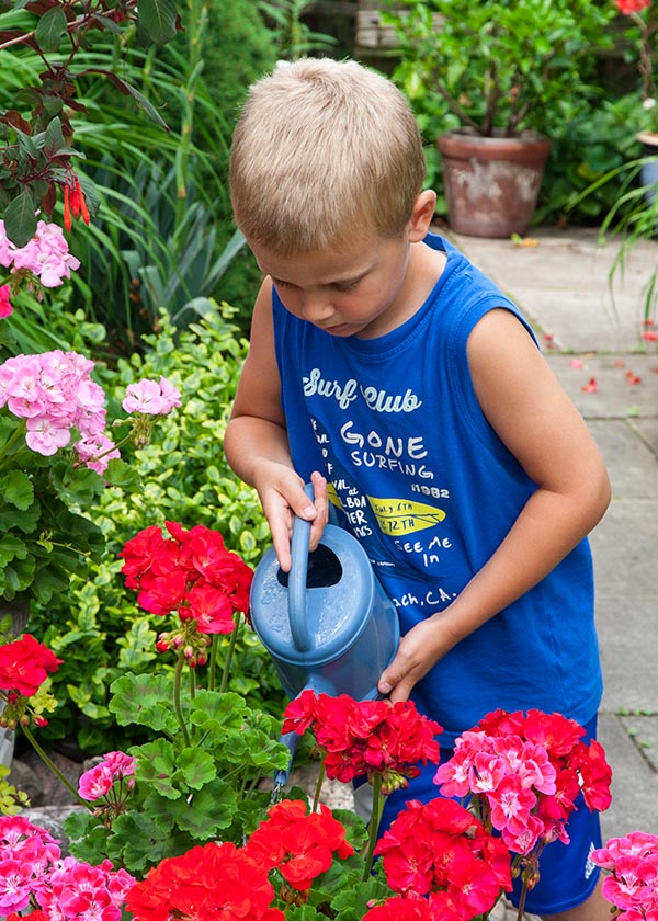 Watering the Geraniums