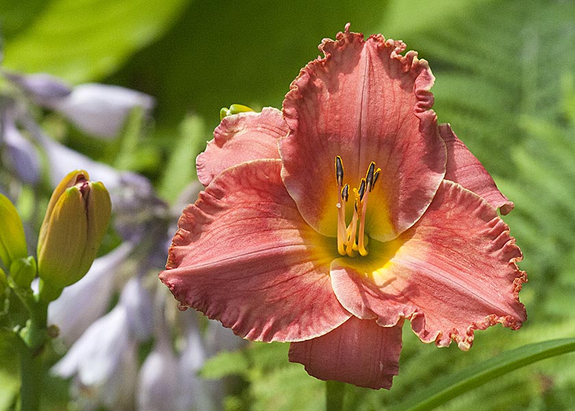 Scarlet Day Lily
