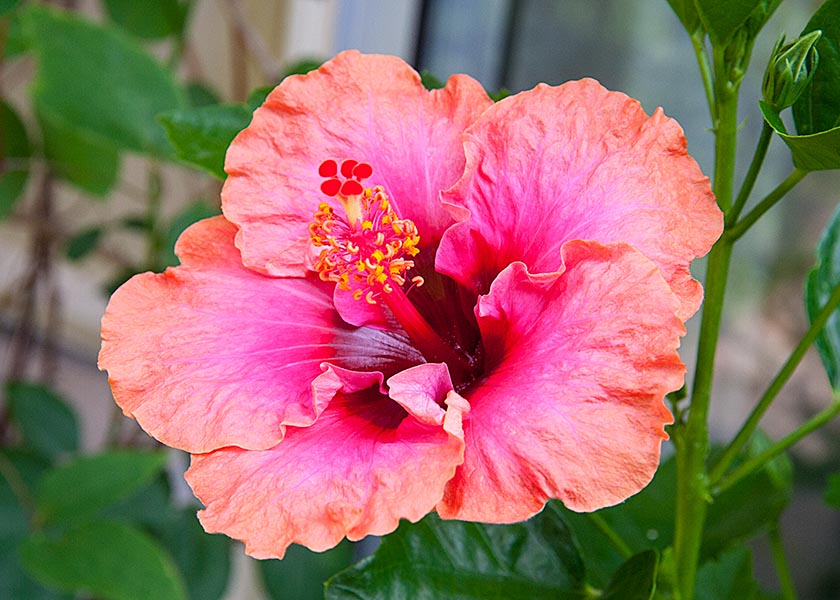 the Very First Hibiscus