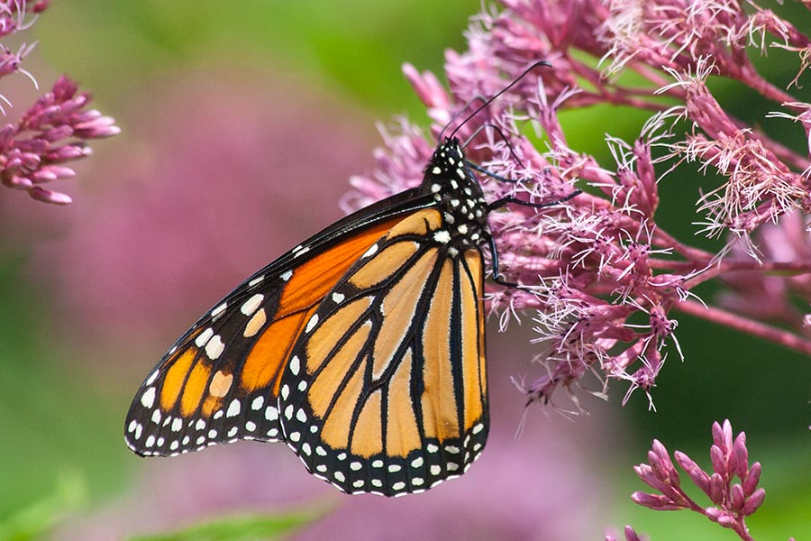 Another Monarch Butterfly