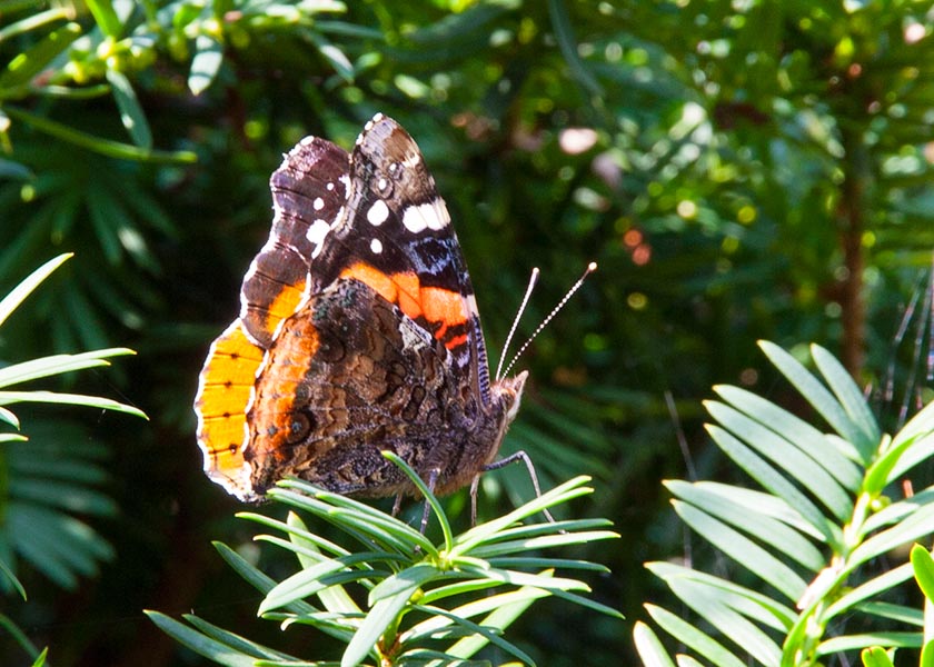 Painted Lady on the Yew