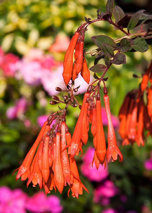 Firecracker Fuchsia