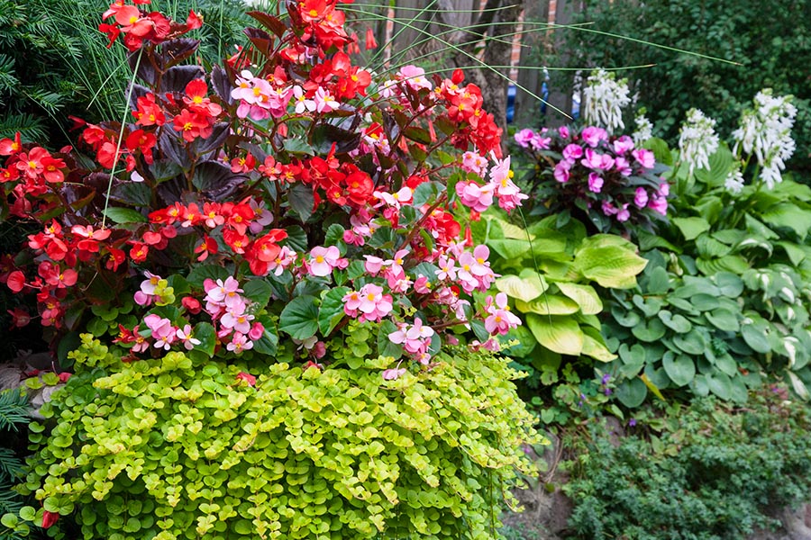 Big Urn with Begonias