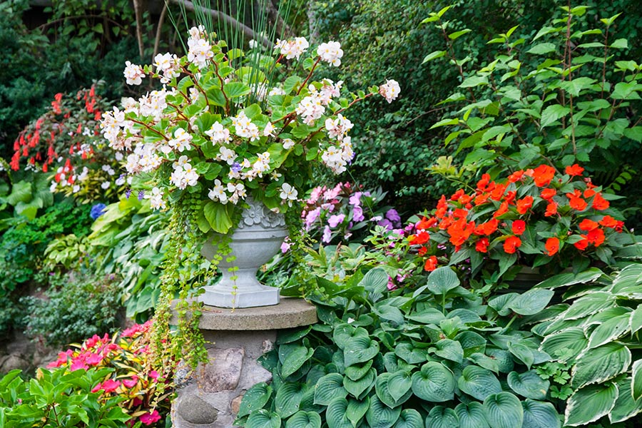 Small Urn with Begonias