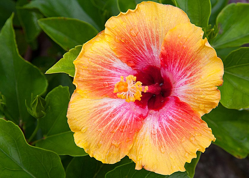 First Bloom