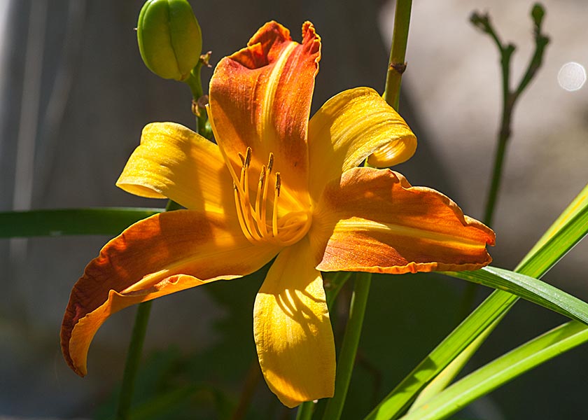 the Very Last Daylily