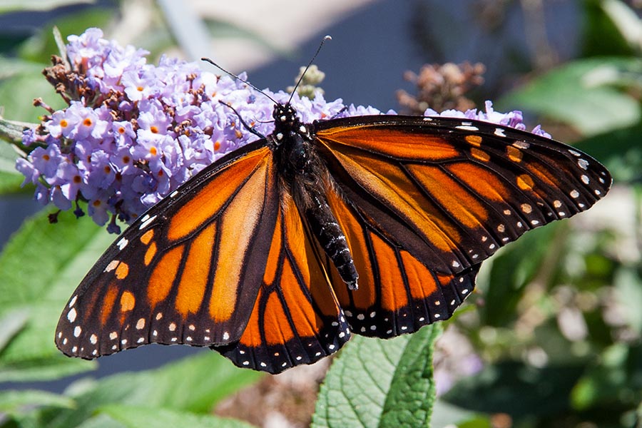 Monarch on Butterfly Bush