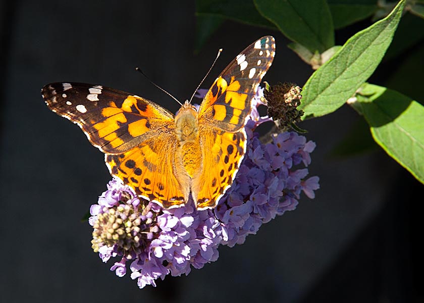 Painted Lady