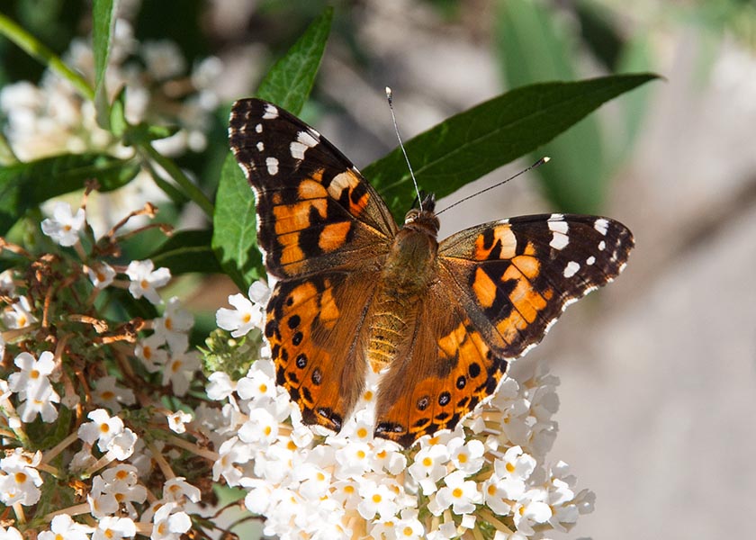 Painted Lady on White Butterfly Bush