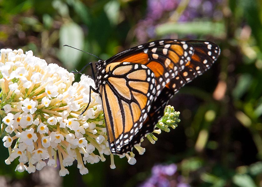 Monarch Butterfly