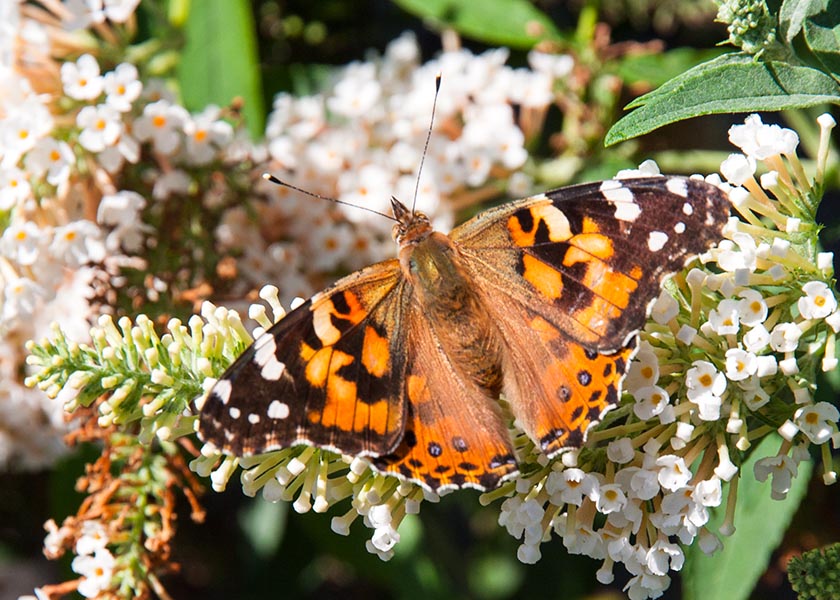 Another Painted Lady