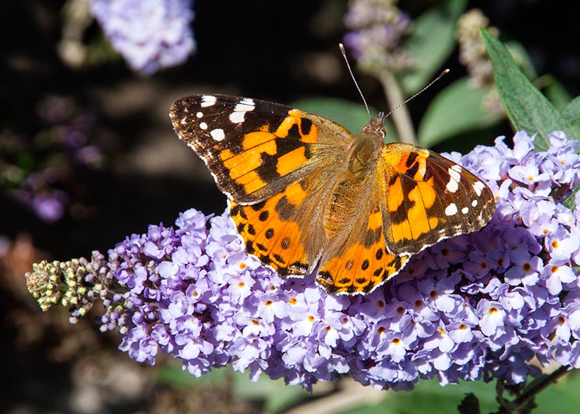 Painted Lady Butterfly