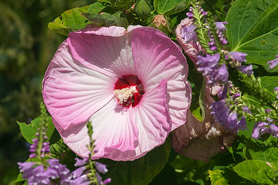 Perennial Garden Hibiscus