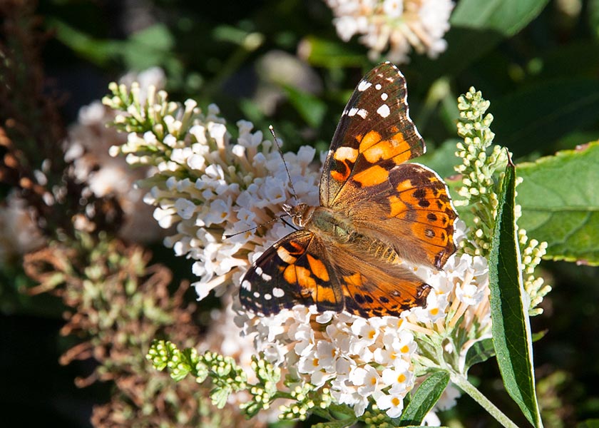 One Last Painted Lady