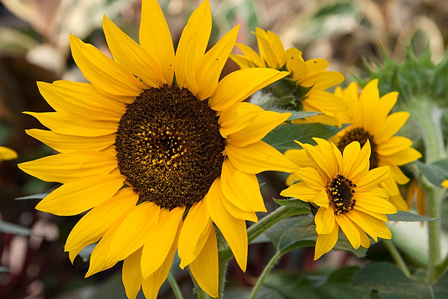 Sunflowers for the First Day of Fall