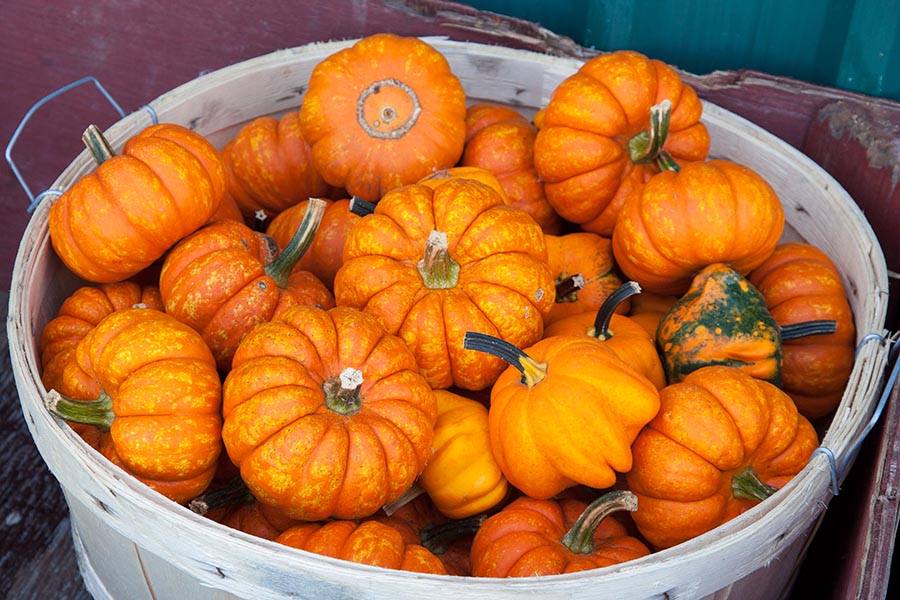 Welcome to Fall