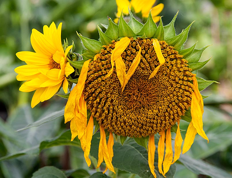 Spent Sunflower