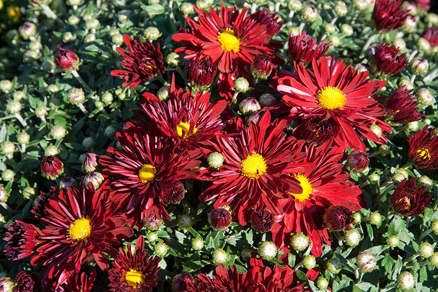 Fall Mums