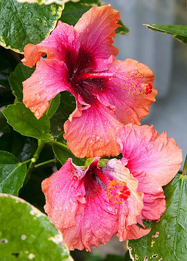 Hail Damaged Hibiscus