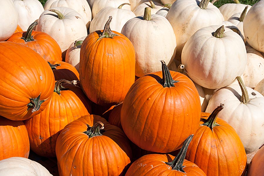 Pumpkins