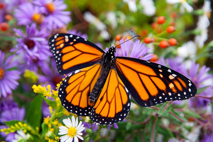 Monarch on Wildflowers