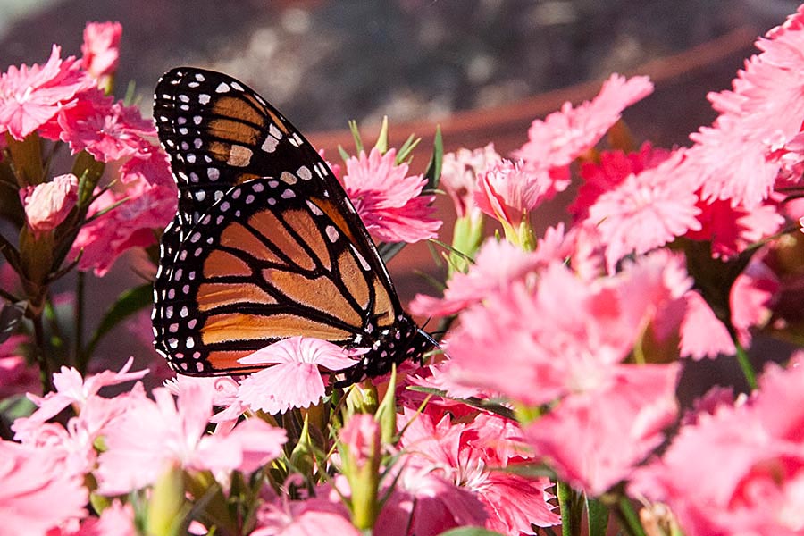 Monarch on the Pinks