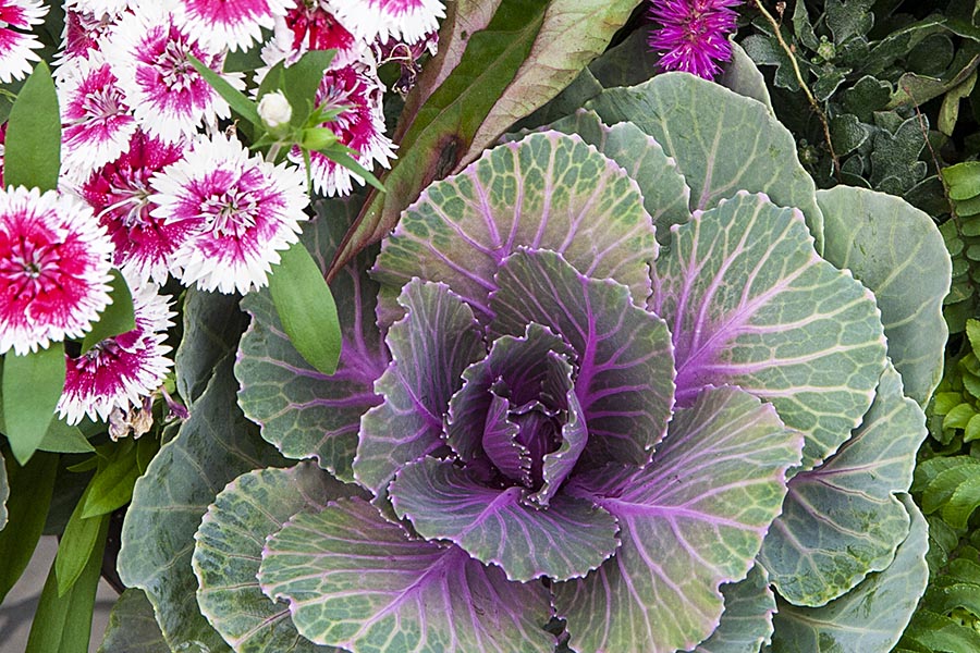 Cabbage with Pinks