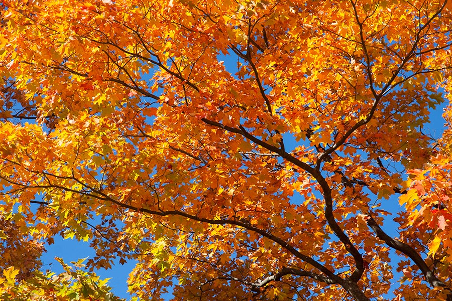 Maples Overhead