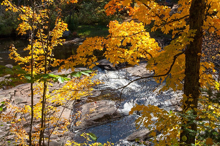 Stream Through the Trees