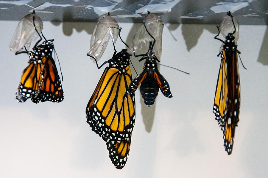 Emerging Monarchs