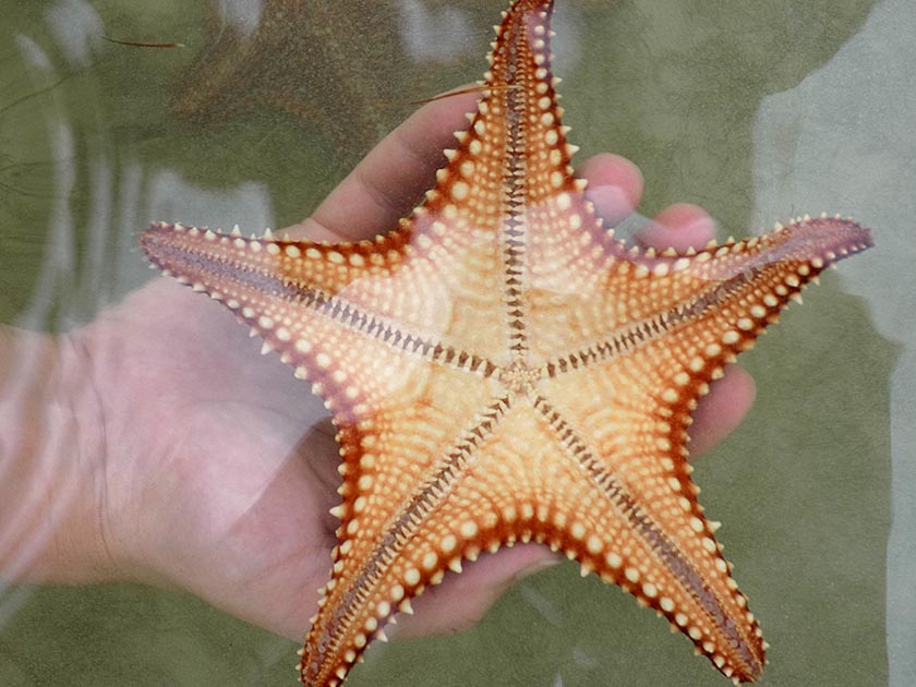 Underside of a Starfish