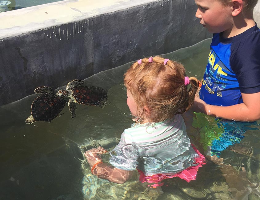 Swimming with Baby Turtles