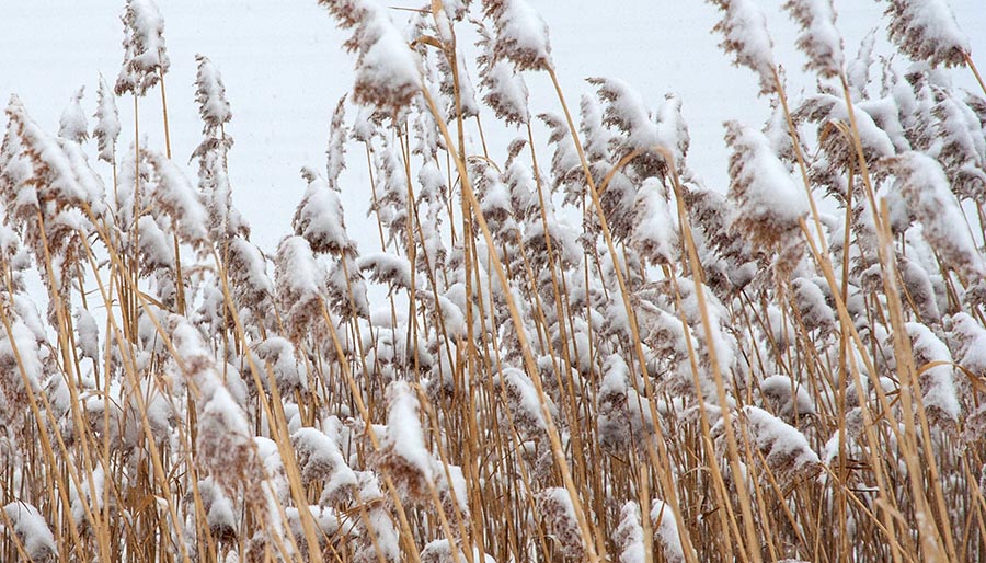 Snow-Covered Grasses